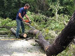 Best Storm Damage Tree Cleanup  in Fowlerville, MI