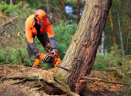 Fowlerville, MI Tree Care Company