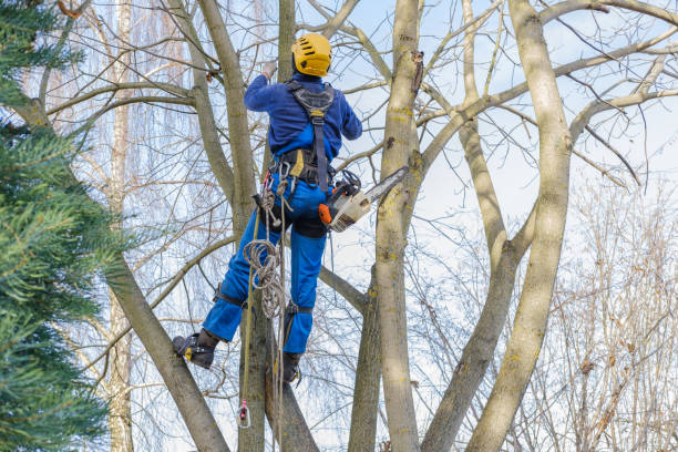 Best Weed Control  in Fowlerville, MI